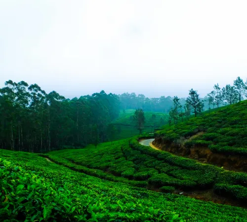 Timeless Beauty of Sri Lanka